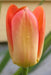 Orange van Eijk Darwin Tulip Flower Bulbs, FALL PLANTING Caribbean garden seed