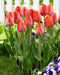 Orange van Eijk Darwin Tulip Flower Bulbs, FALL PLANTING Caribbean garden seed