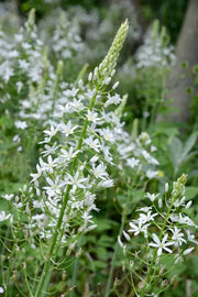 Ornithogalum ponticum Sochii- FLOWERS BULB,Perennial Caribbean garden seed