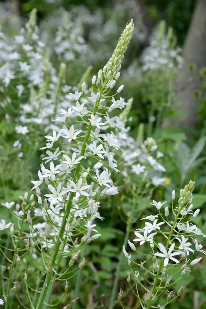 Ornithogalum ponticum Sochii- FLOWERS BULB,Perennial Caribbean garden seed