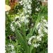 Ornithogalum ponticum Sochii- FLOWERS BULB,Perennial Caribbean garden seed