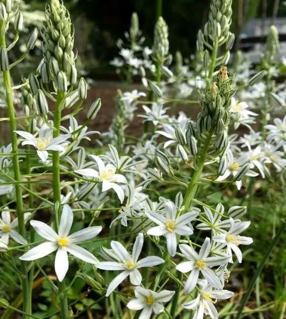 Ornithogalum ponticum Sochii- FLOWERS BULB,Perennial Caribbean garden seed
