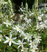 Ornithogalum ponticum Sochii- FLOWERS BULB,Perennial Caribbean garden seed