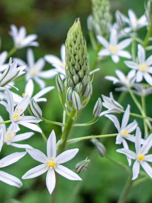 Ornithogalum ponticum Sochii- FLOWERS BULB,Perennial Caribbean garden seed