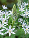 Ornithogalum ponticum Sochii- FLOWERS BULB,Perennial Caribbean garden seed