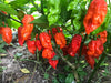 RED FATALII CHILI- FRESH PODS- Extremely Hot CARIBBEAN GARDEN SEED