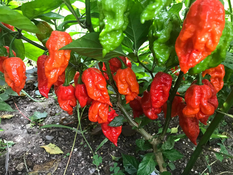 RED FATALII CHILI- FRESH PODS- Extremely Hot CARIBBEAN GARDEN SEED