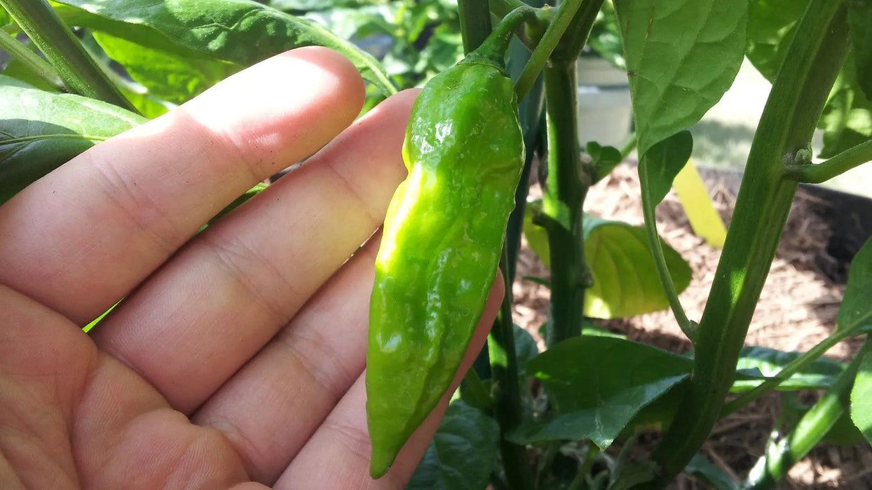 RED FATALII CHILI- FRESH PODS- Extremely Hot CARIBBEAN GARDEN SEED