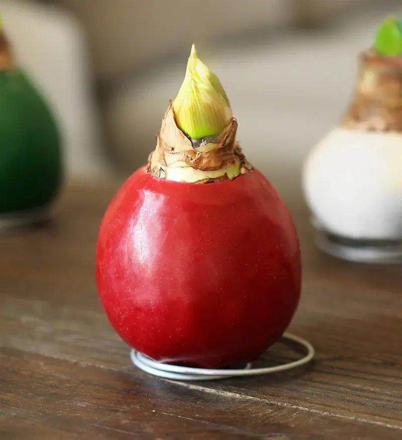 Red Waxed Jumbo Amaryllis Bulbs-GREAT HOLIDAY GIFT CARIBBEAN GARDEN SEED