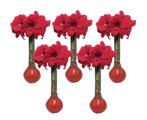 Red Waxed Jumbo Amaryllis Bulbs-GREAT HOLIDAY GIFT CARIBBEAN GARDEN SEED