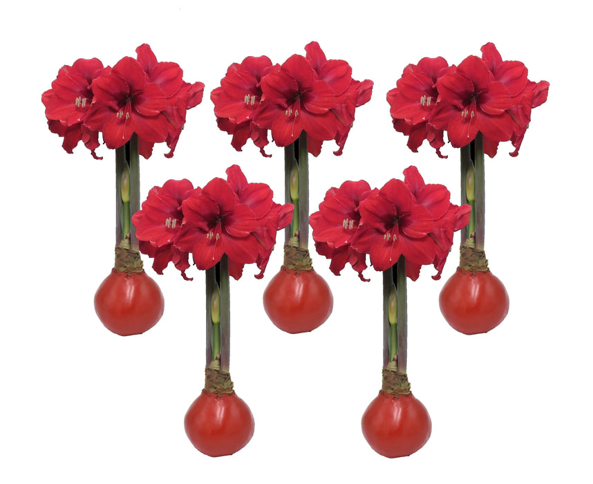 Red Waxed Jumbo Amaryllis Bulbs-GREAT HOLIDAY GIFT CARIBBEAN GARDEN SEED