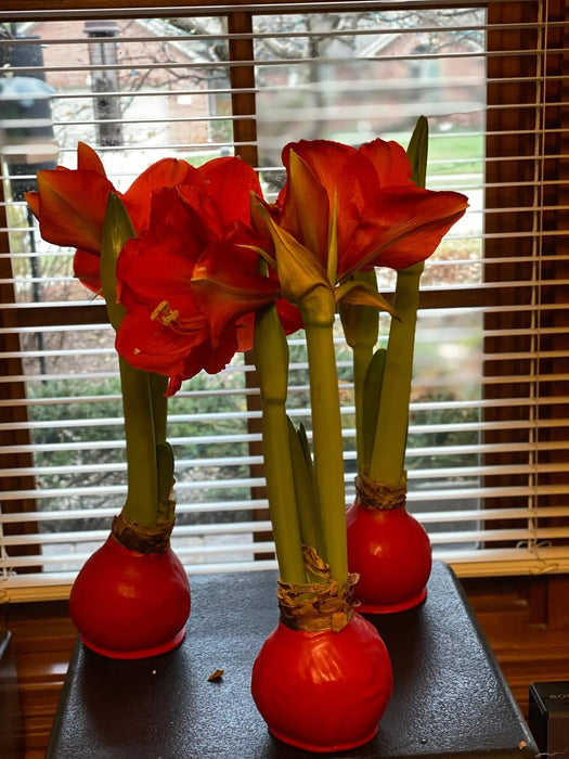 Red Waxed Jumbo Amaryllis Bulbs-GREAT HOLIDAY GIFT CARIBBEAN GARDEN SEED