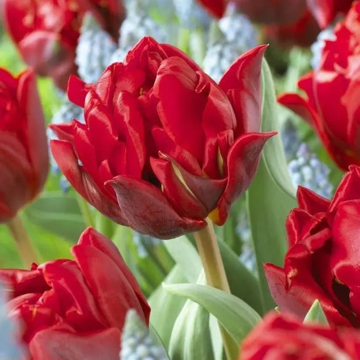 RED PRINCESS TULIP BULBS -Double bloom, FALL PLANTING Caribbean garden seed