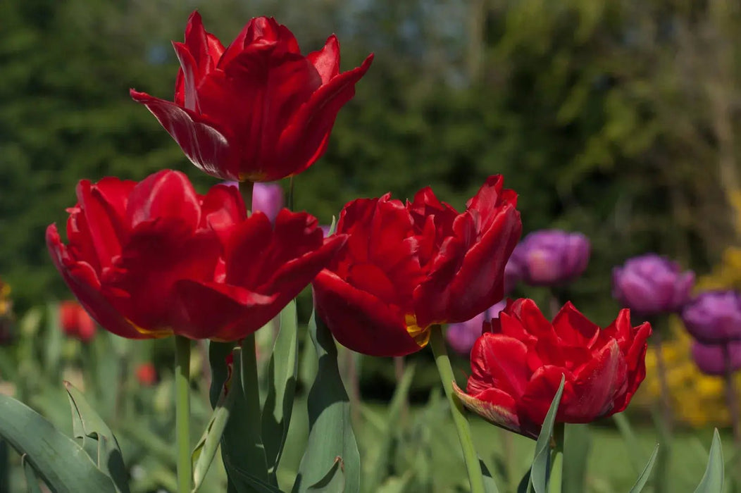 RED PRINCESS TULIP BULBS -Double bloom, FALL PLANTING Caribbean garden seed
