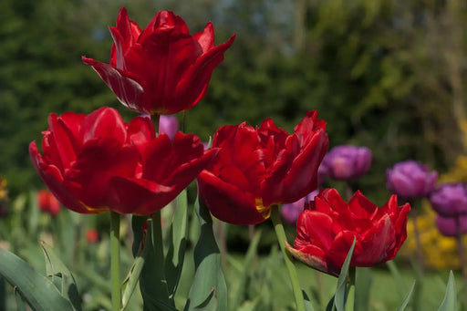 RED PRINCESS TULIP BULBS -Double bloom, FALL PLANTING Caribbean garden seed
