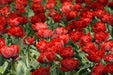 RED PRINCESS TULIP BULBS -Double bloom, FALL PLANTING Caribbean garden seed