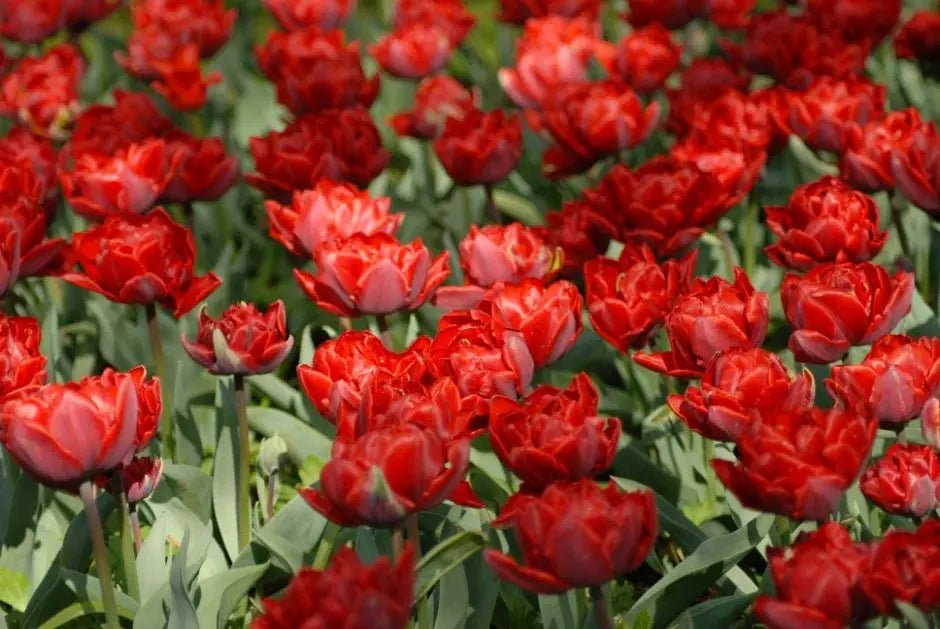 RED PRINCESS TULIP BULBS -Double bloom, FALL PLANTING Caribbean garden seed