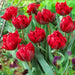 RED PRINCESS TULIP BULBS -Double bloom, FALL PLANTING Caribbean garden seed