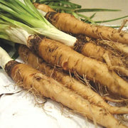 Salsify Seeds - Sandwich Island Heirloom, Non-GMO. Caribbean garden seed