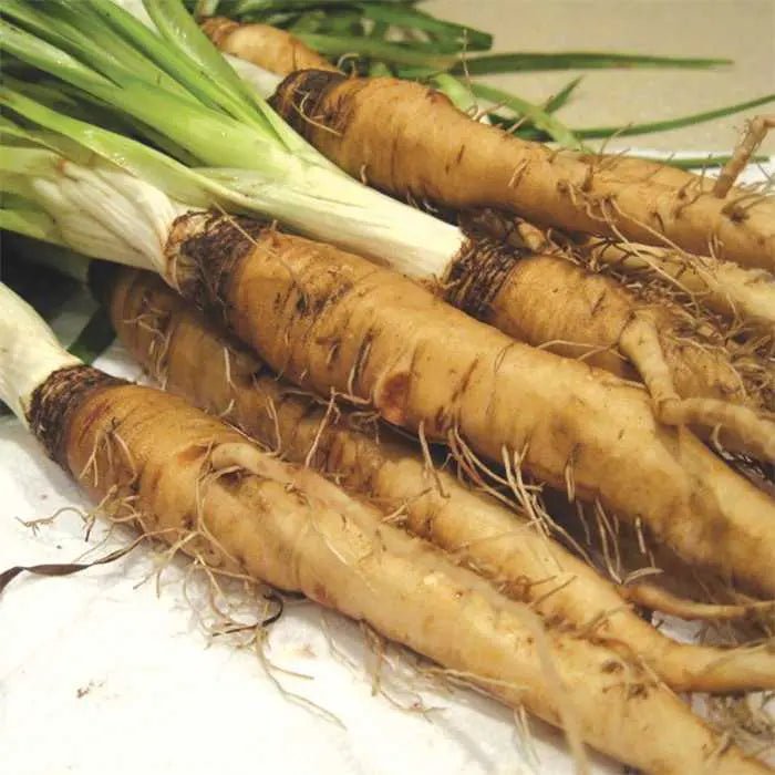 Salsify Seeds - Sandwich Island Heirloom, Non-GMO. Caribbean garden seed