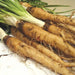 Salsify Seeds - Sandwich Island Heirloom, Non-GMO. Caribbean garden seed