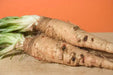 Salsify Seeds - Sandwich Island Heirloom, Non-GMO. Caribbean garden seed