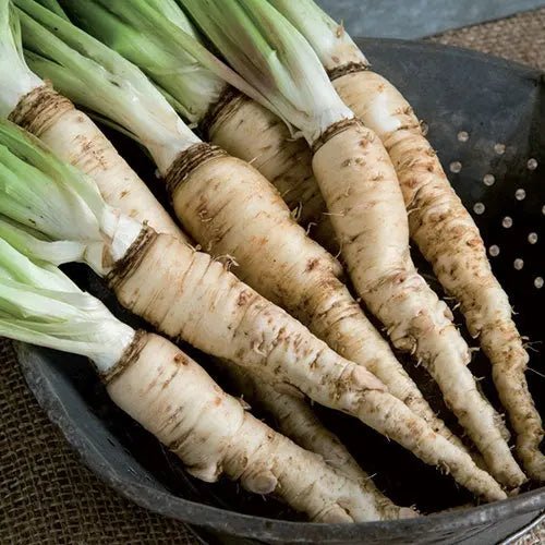 Salsify Seeds - Sandwich Island Heirloom, Non-GMO. Caribbean garden seed