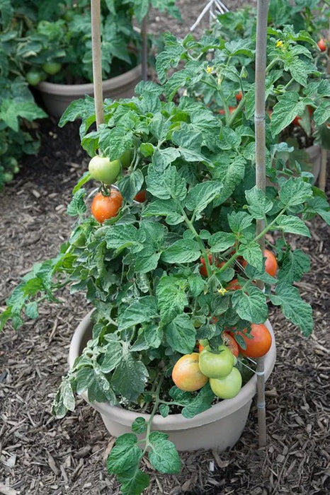 RUTGERS TOMATO SEEDS Caribbean garden seed