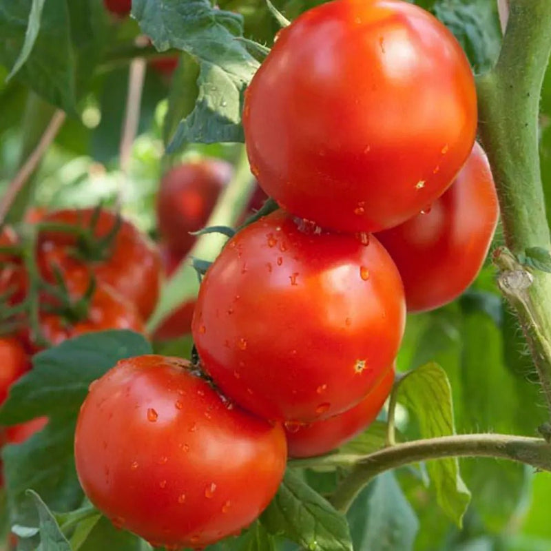 RUTGERS TOMATO SEEDS Caribbean garden seed