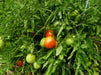 RUTGERS TOMATO SEEDS Caribbean garden seed