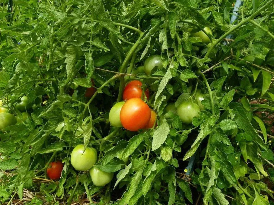 RUTGERS TOMATO SEEDS Caribbean garden seed