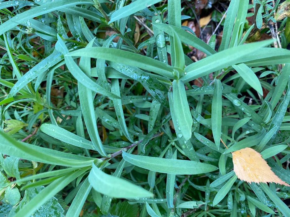 Stridolo Stridolo Seeds, Sculpit (Silene inflata) Perennial. CARIBBEAN GARDEN SEED