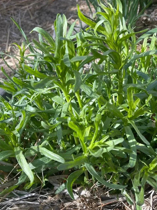 Stridolo Stridolo Seeds, Sculpit (Silene inflata) Perennial. CARIBBEAN GARDEN SEED