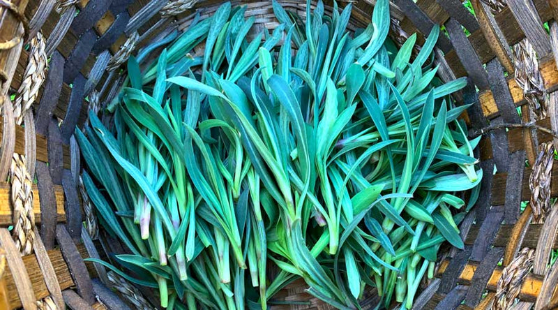 Stridolo Stridolo Seeds, Sculpit (Silene inflata) Perennial. CARIBBEAN GARDEN SEED