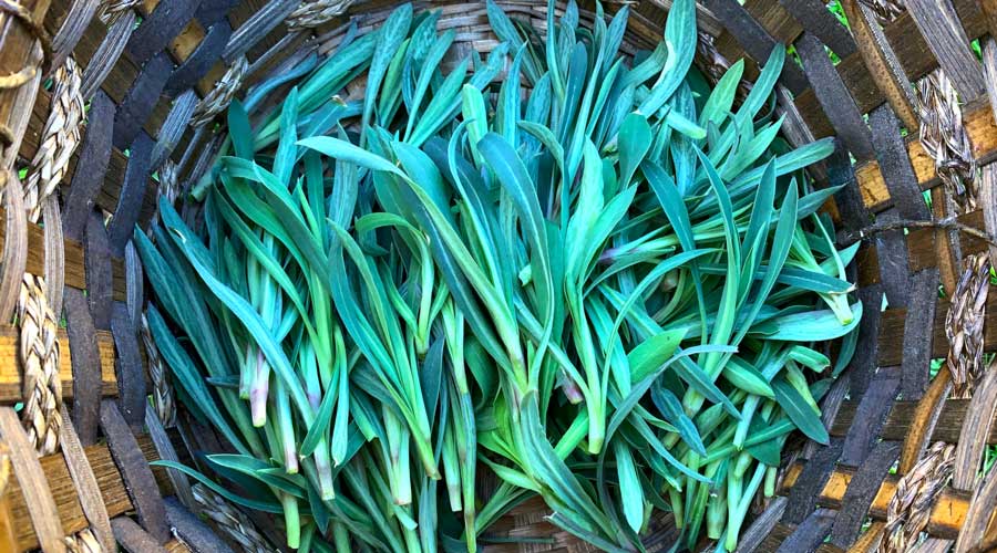 Stridolo Stridolo Seeds, Sculpit (Silene inflata) Perennial. CARIBBEAN GARDEN SEED