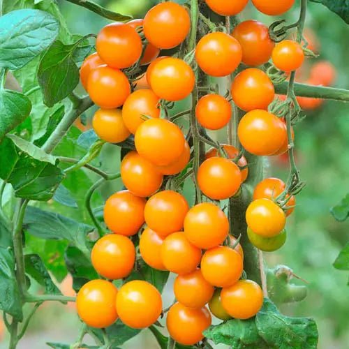 SUNGOLD TOMATO SEED,orange cherry tomatoes Caribbean garden seed