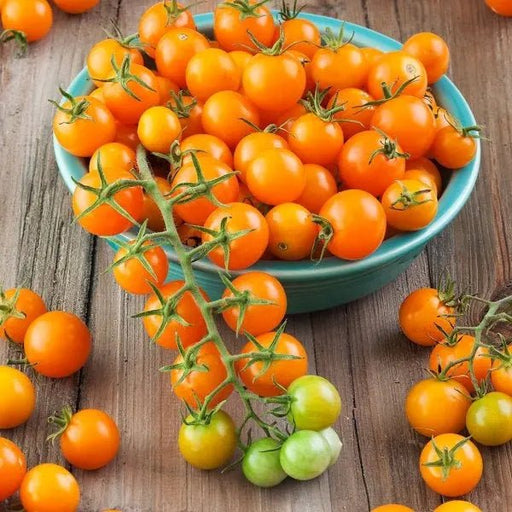 SUNGOLD TOMATO SEED,orange cherry tomatoes Caribbean garden seed