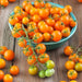 SUNGOLD TOMATO SEED,orange cherry tomatoes Caribbean garden seed