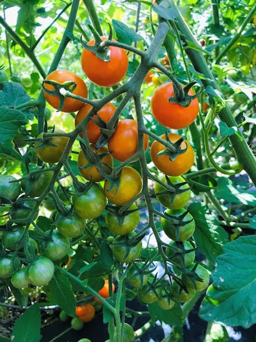 SUNGOLD TOMATO SEED,orange cherry tomatoes Caribbean garden seed