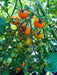 SUNGOLD TOMATO SEED,orange cherry tomatoes Caribbean garden seed