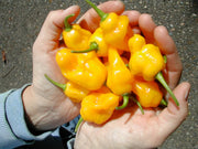 Trinidad Perfume PEPPER -(Fresh Pods) CARIBBEAN PRODUCTS CARIBBEAN GARDEN SEED