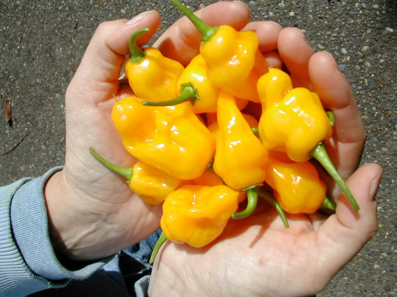 Trinidad Perfume PEPPER -(Fresh Pods) CARIBBEAN PRODUCTS CARIBBEAN GARDEN SEED