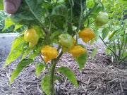 Trinidad Perfume PEPPER -(Fresh Pods) CARIBBEAN PRODUCTS CARIBBEAN GARDEN SEED