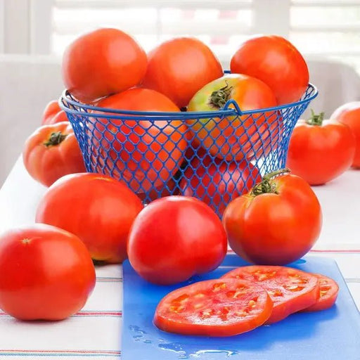 Tomato Seeds - Salad - Celebrity Plus Hybrid, All-America winner Caribbean garden seed