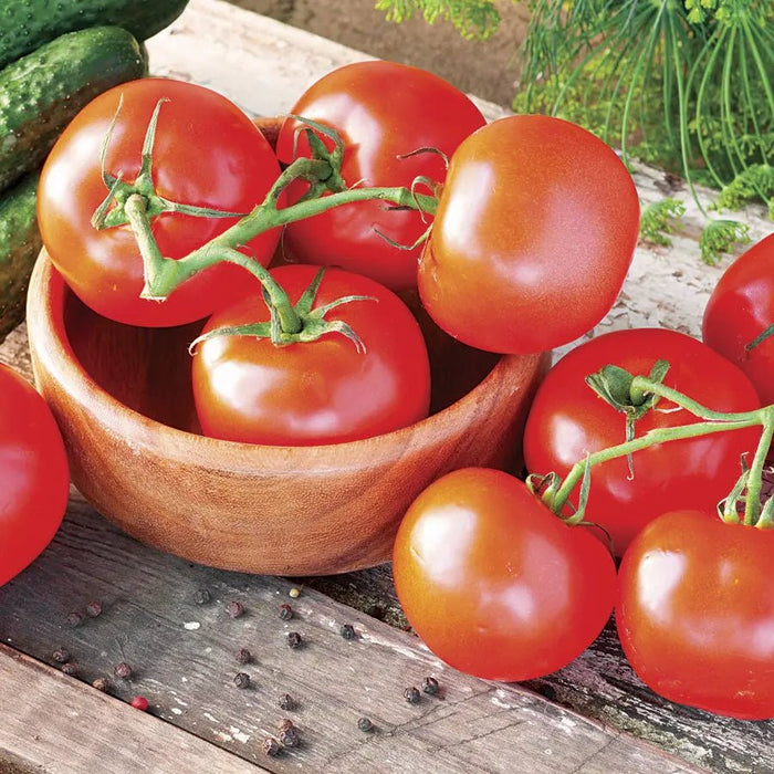 Tomato Seeds - Salad - Celebrity Plus Hybrid, All-America winner Caribbean garden seed