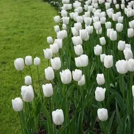 Tulip 'White Dream' BULBS)  SPRING Flowers - Caribbean garden seed