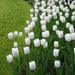 Tulip 'White Dream' BULBS)  SPRING Flowers - Caribbean garden seed