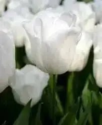 Tulip 'White Dream' BULBS)  SPRING Flowers - Caribbean garden seed