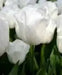 Tulip 'White Dream' BULBS)  SPRING Flowers - Caribbean garden seed