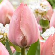 Tulip Salmon Van Eijk, FALL PLANTING BULBS Caribbean garden seed